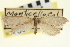  ( - CNCLEP00100249)  @11 [ ] CreativeCommons - Attribution (2013) CNC/CBG Photography Group Centre for Biodiversity Genomics