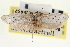  ( - CNCLEP00100250)  @11 [ ] CreativeCommons - Attribution (2013) CNC/CBG Photography Group Centre for Biodiversity Genomics