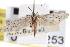  ( - CNCLEP00100253)  @11 [ ] CreativeCommons - Attribution (2013) CNC/CBG Photography Group Centre for Biodiversity Genomics