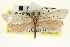  ( - CNCLEP00100254)  @11 [ ] CreativeCommons - Attribution (2013) CNC/CBG Photography Group Centre for Biodiversity Genomics