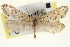  ( - CNCLEP00100258)  @11 [ ] CreativeCommons - Attribution (2013) CNC/CBG Photography Group Centre for Biodiversity Genomics
