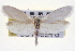  ( - CNCLEP00100276)  @11 [ ] CreativeCommons - Attribution (2013) CNC/CBG Photography Group Centre for Biodiversity Genomics