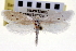  ( - CNCLEP00100277)  @11 [ ] CreativeCommons - Attribution (2013) CNC/CBG Photography Group Centre for Biodiversity Genomics