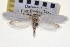  ( - CNCLEP00100278)  @11 [ ] CreativeCommons - Attribution (2013) CNC/CBG Photography Group Centre for Biodiversity Genomics