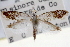  ( - CNCLEP00100280)  @11 [ ] CreativeCommons - Attribution (2013) CNC/CBG Photography Group Centre for Biodiversity Genomics