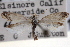  ( - CNCLEP00100281)  @11 [ ] CreativeCommons - Attribution (2013) CNC/CBG Photography Group Centre for Biodiversity Genomics