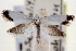  ( - CNCLEP00100283)  @11 [ ] CreativeCommons - Attribution (2013) CNC/CBG Photography Group Centre for Biodiversity Genomics