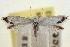  ( - CNCLEP00100284)  @11 [ ] CreativeCommons - Attribution (2013) CNC/CBG Photography Group Centre for Biodiversity Genomics