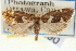  ( - CNCLEP00100290)  @11 [ ] CreativeCommons - Attribution (2013) CNC/CBG Photography Group Centre for Biodiversity Genomics