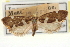  ( - CNCLEP00100291)  @11 [ ] CreativeCommons - Attribution (2013) CNC/CBG Photography Group Centre for Biodiversity Genomics