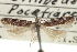  ( - CNCLEP00100331)  @11 [ ] CreativeCommons - Attribution (2013) CNC/CBG Photography Group Centre for Biodiversity Genomics