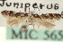  ( - CNCLEP00100334)  @11 [ ] CreativeCommons - Attribution (2013) CNC/CBG Photography Group Centre for Biodiversity Genomics