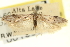  ( - CNCLEP00100340)  @11 [ ] CreativeCommons - Attribution (2013) CNC/CBG Photography Group Centre for Biodiversity Genomics