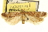  ( - CNCLEP00100411)  @11 [ ] CreativeCommons - Attribution (2013) CNC/CBG Photography Group Centre for Biodiversity Genomics