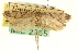  ( - CNCLEP00100412)  @11 [ ] CreativeCommons - Attribution (2013) CNC/CBG Photography Group Centre for Biodiversity Genomics