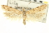  ( - CNCLEP00100449)  @11 [ ] CreativeCommons - Attribution (2013) CNC/CBG Photography Group Centre for Biodiversity Genomics