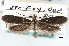  ( - CNCLEP00100456)  @11 [ ] CreativeCommons - Attribution (2013) CNC/CBG Photography Group Centre for Biodiversity Genomics