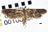  ( - CNCLEP00100457)  @11 [ ] CreativeCommons - Attribution (2013) CNC/CBG Photography Group Centre for Biodiversity Genomics