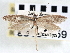  ( - CNCLEP00100459)  @11 [ ] CreativeCommons - Attribution (2013) CNC/CBG Photography Group Centre for Biodiversity Genomics