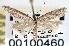  ( - CNCLEP00100460)  @11 [ ] CreativeCommons - Attribution (2013) CNC/CBG Photography Group Centre for Biodiversity Genomics