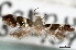  ( - CNCLEP00100471)  @11 [ ] CreativeCommons - Attribution (2013) CNC/CBG Photography Group Centre for Biodiversity Genomics