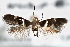  ( - CNCLEP00100473)  @12 [ ] CreativeCommons - Attribution (2013) CNC/CBG Photography Group Centre for Biodiversity Genomics