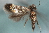  ( - CNCLEP00100474)  @11 [ ] CreativeCommons - Attribution (2013) CNC/CBG Photography Group Centre for Biodiversity Genomics
