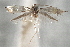  ( - CNCLEP00100490)  @11 [ ] CreativeCommons - Attribution (2013) CNC/CBG Photography Group Centre for Biodiversity Genomics