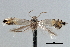  (Coptodisca negligens - CNCLEP00100494)  @11 [ ] CreativeCommons - Attribution (2013) CNC/CBG Photography Group Centre for Biodiversity Genomics