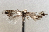  ( - CNCLEP00100495)  @11 [ ] CreativeCommons - Attribution (2013) CNC/CBG Photography Group Centre for Biodiversity Genomics