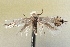  ( - CNCLEP00100496)  @11 [ ] CreativeCommons - Attribution (2013) CNC/CBG Photography Group Centre for Biodiversity Genomics