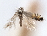  ( - CNCLEP00100497)  @11 [ ] CreativeCommons - Attribution (2013) CNC/CBG Photography Group Centre for Biodiversity Genomics