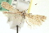 ( - CNCLEP00100538)  @13 [ ] CreativeCommons - Attribution (2013) CNC/CBG Photography Group Centre for Biodiversity Genomics
