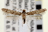  (Homosetia auricristatella - CNCLEP00100556)  @14 [ ] CreativeCommons - Attribution (2013) CNC/CBG Photography Group Centre for Biodiversity Genomics