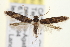  ( - CNCLEP00100557)  @13 [ ] CreativeCommons - Attribution (2013) CNC/CBG Photography Group Centre for Biodiversity Genomics