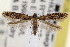  ( - CNCLEP00100559)  @13 [ ] CreativeCommons - Attribution (2013) CNC/CBG Photography Group Centre for Biodiversity Genomics