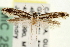  (Leucomele - CNCLEP00100560)  @14 [ ] CreativeCommons - Attribution (2013) CNC/CBG Photography Group Centre for Biodiversity Genomics