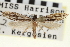  (Archinemapogon rileyi - CNCLEP00100566)  @14 [ ] CreativeCommons - Attribution (2013) CNC/CBG Photography Group Centre for Biodiversity Genomics