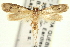  (Eccritothrix trimaculella - CNCLEP00100568)  @14 [ ] CreativeCommons - Attribution (2013) CNC/CBG Photography Group Centre for Biodiversity Genomics