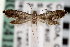  ( - CNCLEP00100576)  @13 [ ] CreativeCommons - Attribution (2013) CNC/CBG Photography Group Centre for Biodiversity Genomics