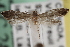  ( - CNCLEP00100577)  @13 [ ] CreativeCommons - Attribution (2013) CNC/CBG Photography Group Centre for Biodiversity Genomics