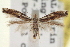  (Bucculatrix dominatrix - CNCLEP00100585)  @14 [ ] CreativeCommons - Attribution (2013) CNC/CBG Photography Group Centre for Biodiversity Genomics