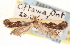  (Dichomeris aleatrix - CNCLEP00100614)  @11 [ ] CreativeCommons - Attribution (2013) CNC/CBG Photography Group Centre for Biodiversity Genomics
