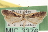  (Dichomeris mica - CNCLEP00100634)  @13 [ ] CreativeCommons - Attribution (2013) CNC/CBG Photography Group Centre for Biodiversity Genomics