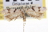  (Aristotelia bifasciella - CNCLEP00100652)  @13 [ ] CreativeCommons - Attribution (2013) CNC/CBG Photography Group Centre for Biodiversity Genomics
