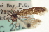  ( - CNCLEP00100696)  @13 [ ] CreativeCommons - Attribution (2013) CNC/CBG Photography Group Centre for Biodiversity Genomics