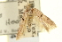  ( - CNCLEP00100704)  @11 [ ] CreativeCommons - Attribution (2013) CNC/CBG Photography Group Centre for Biodiversity Genomics