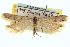  ( - CNCLEP00100706)  @11 [ ] CreativeCommons - Attribution (2013) CNC/CBG Photography Group Centre for Biodiversity Genomics