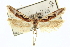 ( - CNCLEP00100709)  @11 [ ] CreativeCommons - Attribution (2013) CNC/CBG Photography Group Centre for Biodiversity Genomics