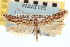 (Prolita nefrens - CNCLEP00100717)  @11 [ ] CreativeCommons - Attribution (2013) CNC/CBG Photography Group Centre for Biodiversity Genomics